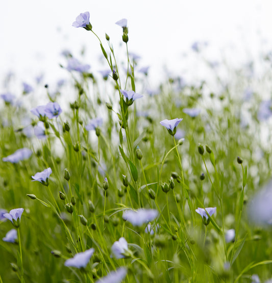 ÖSTGÖTALIN - a residence, a flax association, a material of the future