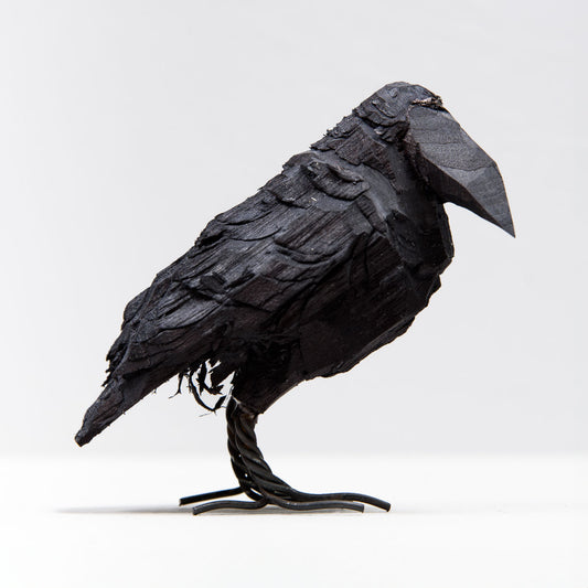 Crow bird