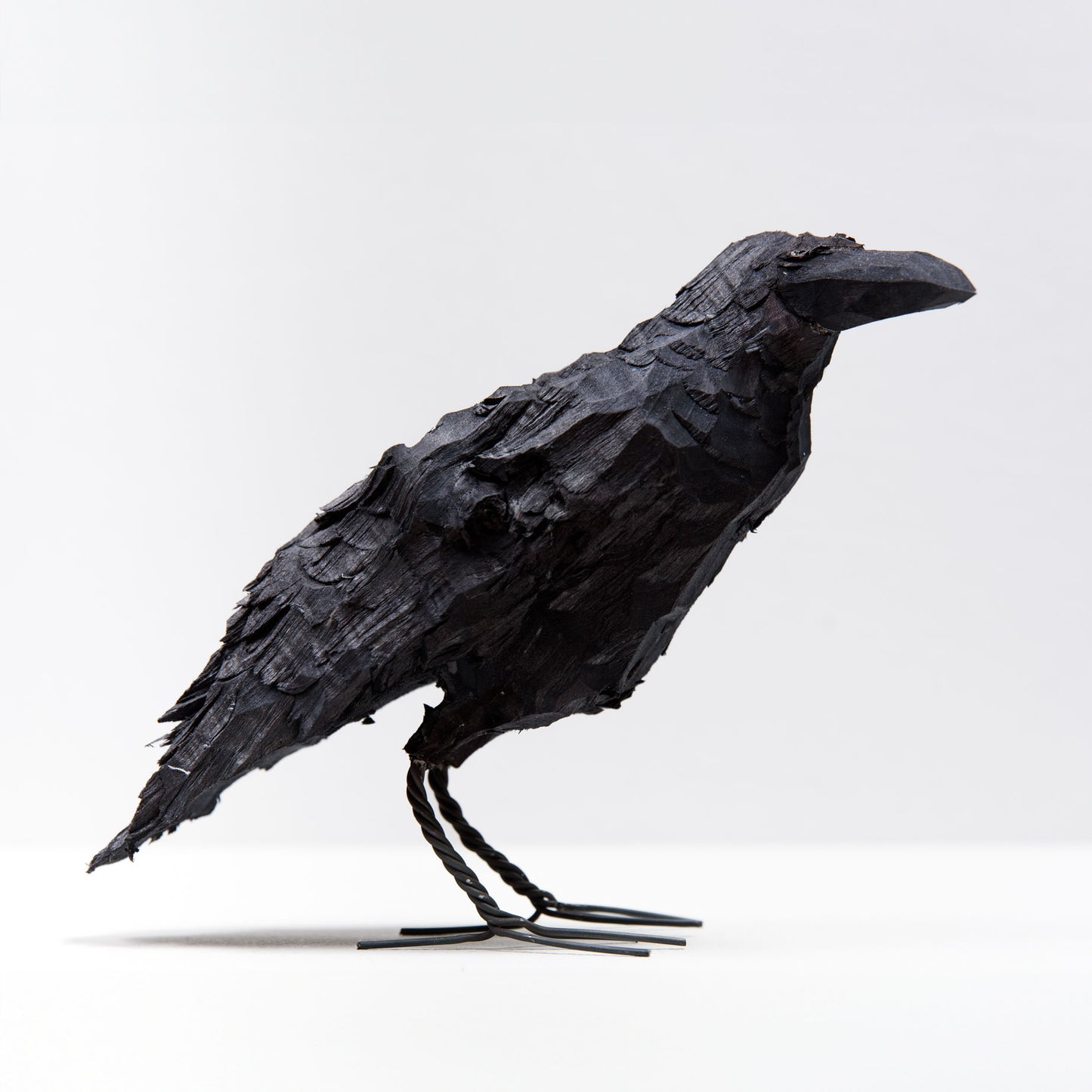 Crow bird